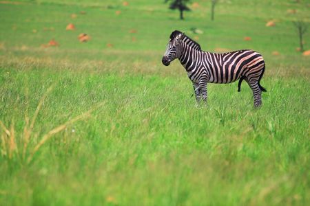 Male zebra grazing in the green veldt  Rietvlei, South Africa (spring)の写真素材