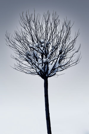 Single tree with snow on the branches - Black and White