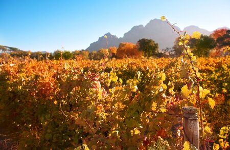 Autumn leaves on the vines in the vineyards at Boschendal, Western Cape, South Africa. Shallow Depth of Field. Focus on single vine in the foregroundの写真素材