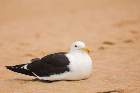 Cape Gull (Larus Vetula) brooding on a beach - Copy Spaceの写真素材