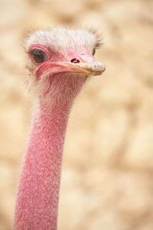 Portrait of a female ostrich with copy space. Shallow Depth of Fieldの写真素材