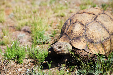 African tortoise in the Karoo, South Africa