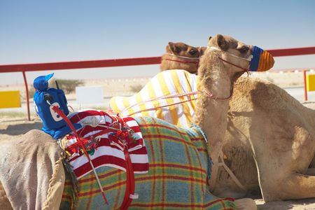 Robot controlled camel racing in the desert of Qatar, Middle East, on a sunny day. Racing camels warming up in the morning sun on the Racetrack. Focus on remote control rider の写真素材