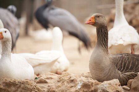 Brown duck standing next to white gooseの写真素材