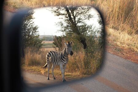 Single zebra standing next to the road in a South African game reserve at sunset. Image in the vehicle's rear-view mirrorの写真素材