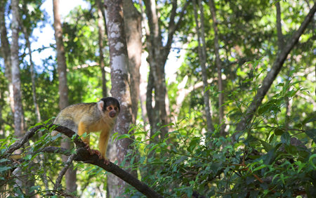 Small Capuchin monkey in South Africa