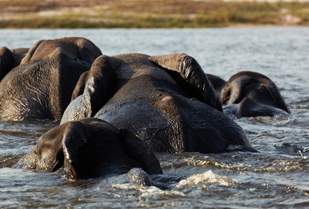 A herd of African elephants (Loxodonta Africana) crossing the Chobe River in Botswanaの写真素材