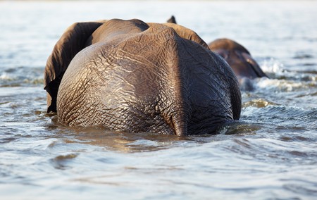 A herd of African elephants (Loxodonta Africana) crossing the Chobe River in Botswanaの写真素材