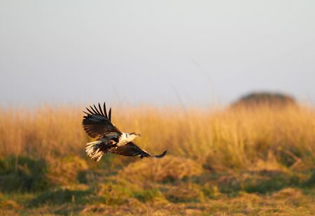 Fish eagle attempting to catch a fish in the Chobe river in Botswana in Southern Africaの写真素材