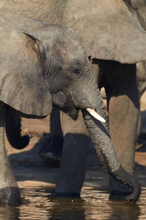 A herd of African elephants (Loxodonta Africana) on the banks of the Chobe River in Botswana drinking waterの写真素材