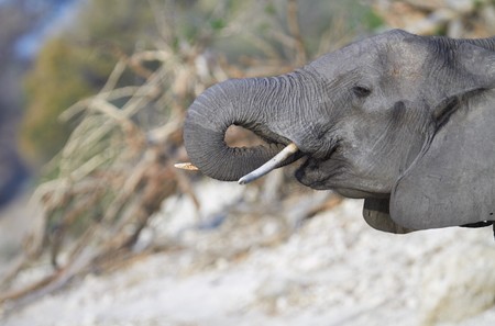 A herd of African elephants (Loxodonta Africana) on the banks of the Chobe River in Botswana drinking waterの写真素材