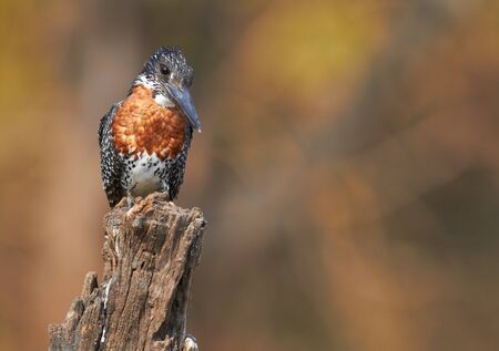 The lesser seen Giant Kingfisher male (Megaceryle maximus) with its copper or chestnut coloured chest on the banks of the Chobe River in Botswana watching for prey. The Giant Kingfisher is predominantly found in Sub Saharan Africaの写真素材