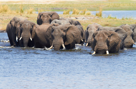 A herd of African elephants (Loxodonta Africana) on the banks of the Chobe River in Botswana...