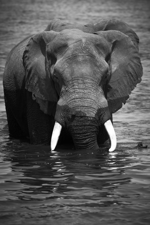 A herd of African elephants (Loxodonta Africana) on the banks of the Chobe River in Botswana drinking waterの写真素材