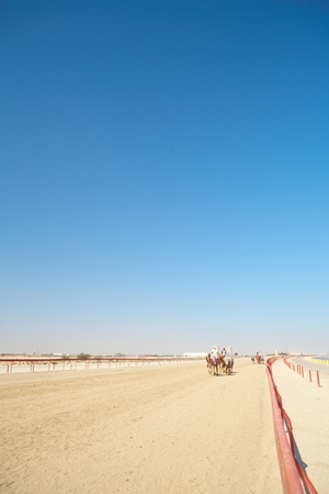 Robot controlled camel racing in the desert of Qatar, Middle East, on a sunny day. Racing camels warming up in the morning sun on the Racetrackの写真素材