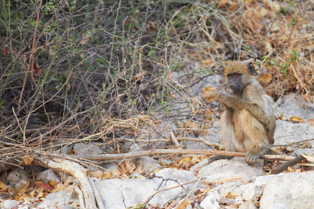 Chacma baboons  Papio cynocephalus ursinus  in the early morning sunrise on the banks of the Chobe...