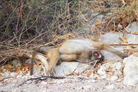 Chacma baboons  Papio cynocephalus ursinus  in the early morning sunrise on the banks of the Chobe River in the Chobe Wildlife reserve, Botswanaの写真素材