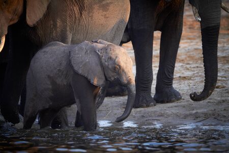 A herd of African elephants  Loxodonta Africana  on the banks of the Chobe River in Botswana drinking water, with juveniles and a calfの写真素材