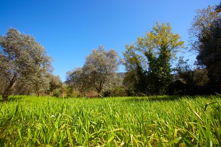 Green grassy field on a sunny, blue sky day の写真素材