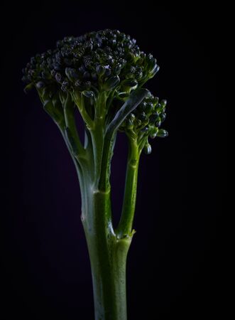 Fresh long stalk purple sprout broccoli against a black background.の写真素材