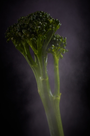 Fresh long stalk purple sprout broccoli in mist against a black background.の写真素材