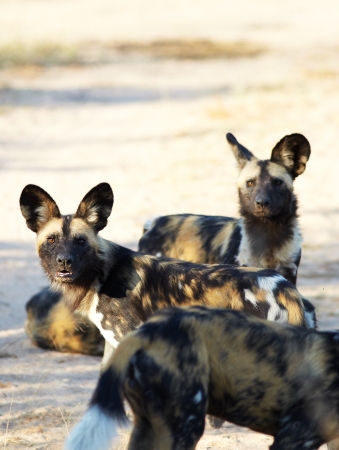 The nearly extinct, highly endangered African Wild Dogs, Lycaon Pictus, resting in the african savannah, shallow Depth of Fieldの写真素材