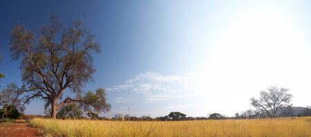 Blue sky and tree on the horizon of a typical winter African grassland Savannah - Stitched Panoramaの写真素材
