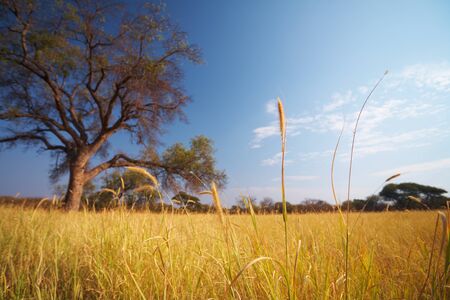 Blue sky and tree on the horizon of a typical winter African grassland Savannahの写真素材