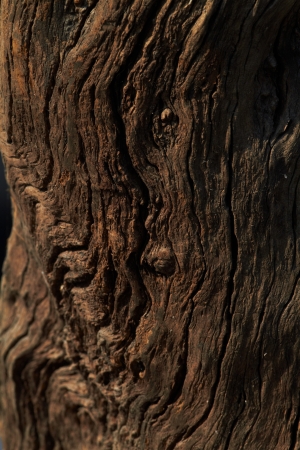 Old and grungy wood textureの写真素材