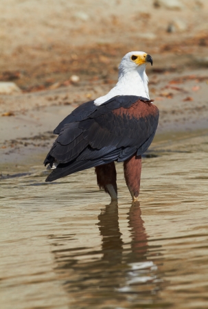 Fish eagle in the Chobe River, Botswanaの写真素材