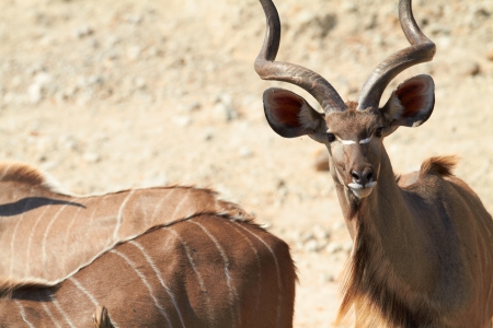 Greater Kudu  Tragelaphus Strepsceros   on the banks of the Chobe river between Botswana and Namibia in Southern Africaの写真素材