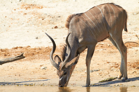 Greater Kudu  Tragelaphus Strepsceros  drinking water on the banks of the Chobe river between Botswana and Namibia in Southern Africaの写真素材