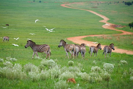 Young zebra in the wild - spring grassの写真素材