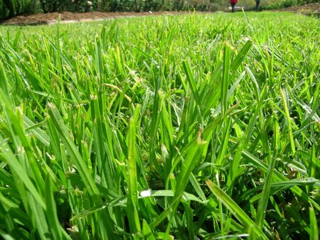 grass 4の写真素材