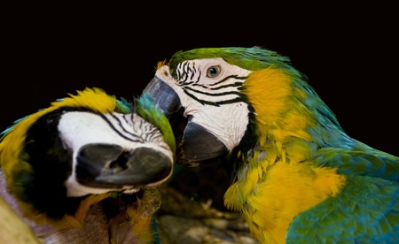 Parrotsの写真素材