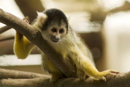 Squirrel monkeyの写真素材