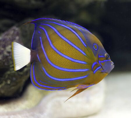 Exotic fishの写真素材