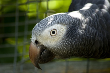 Grey parrotの写真素材