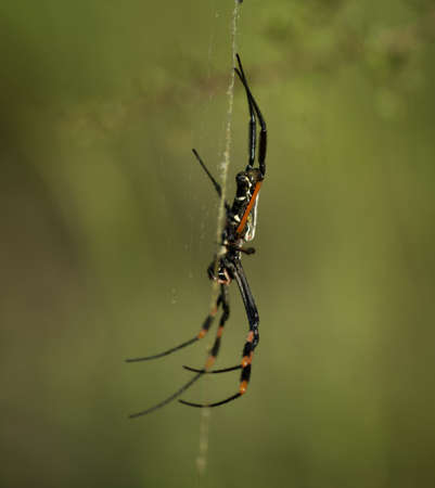 Spiderの写真素材