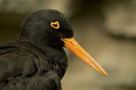 Black bird with yellow ring around the eyeの写真素材