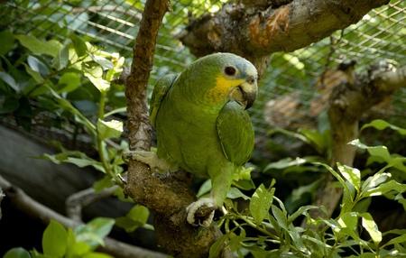 Green parrot in cageの写真素材