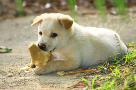 doggieの写真素材