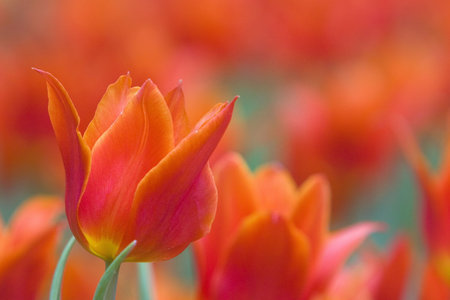 Tulip