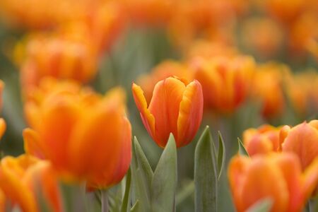 Tulipの写真素材