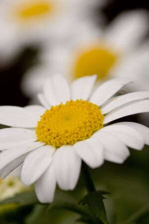 Flowerの写真素材