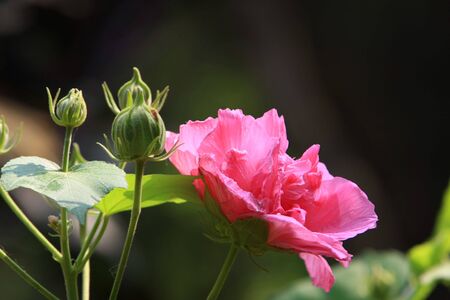 roseの写真素材