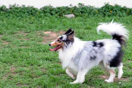 dogの写真素材