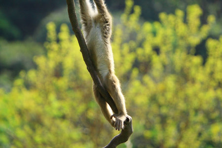 monkey