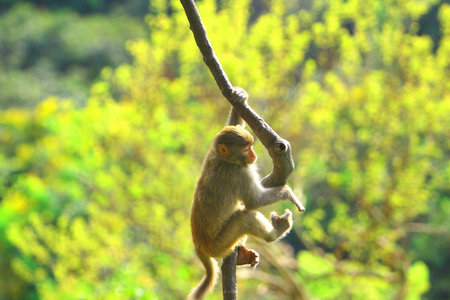 monkey