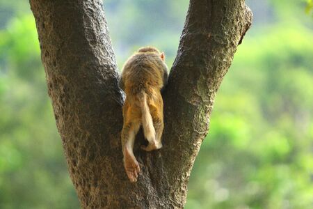 monkeyの写真素材